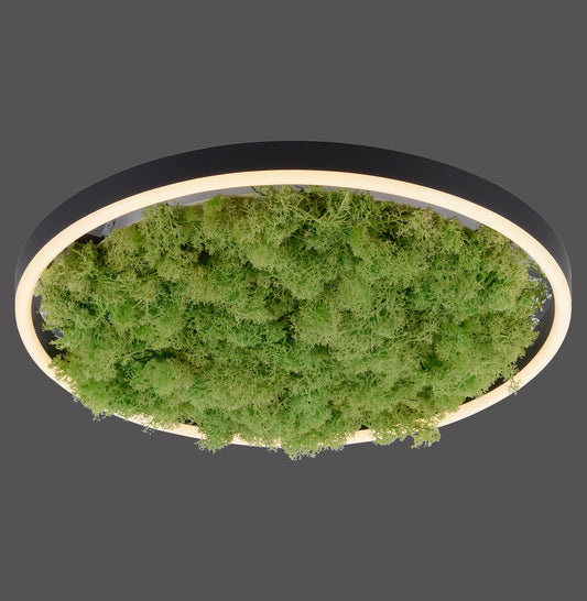 Modern Decorative Light by Zuma Line